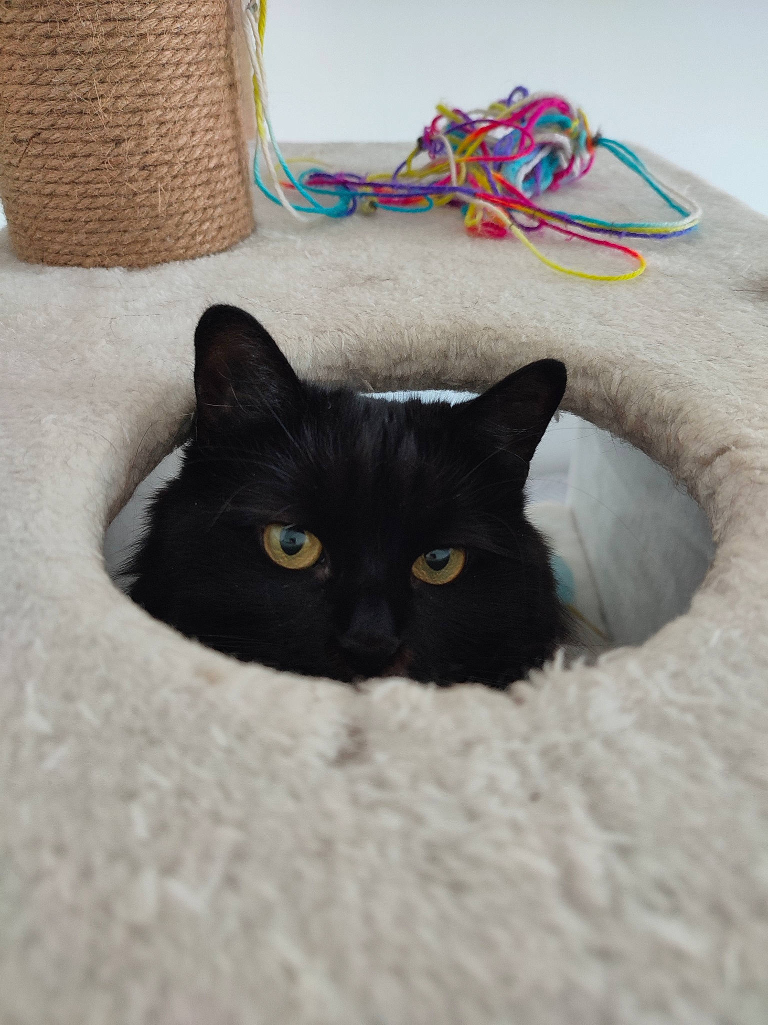 Emma participe au concours pour gagner de l'argent avec cette photo : bag, basket, black_cat, bombay, carnivore, cat, cat_bed, cat_supply, comfort, domestic_short_haired_cat, fawn, felidae, fur, grey, linens, pattern, small_to_medium_sized_cats, tail, whiskers, wood