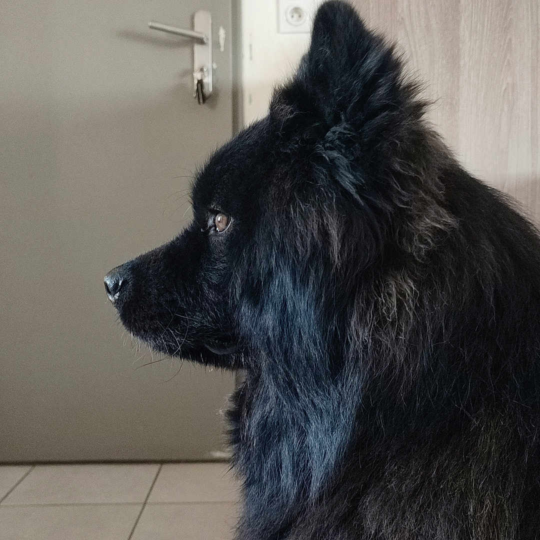 Daïki
