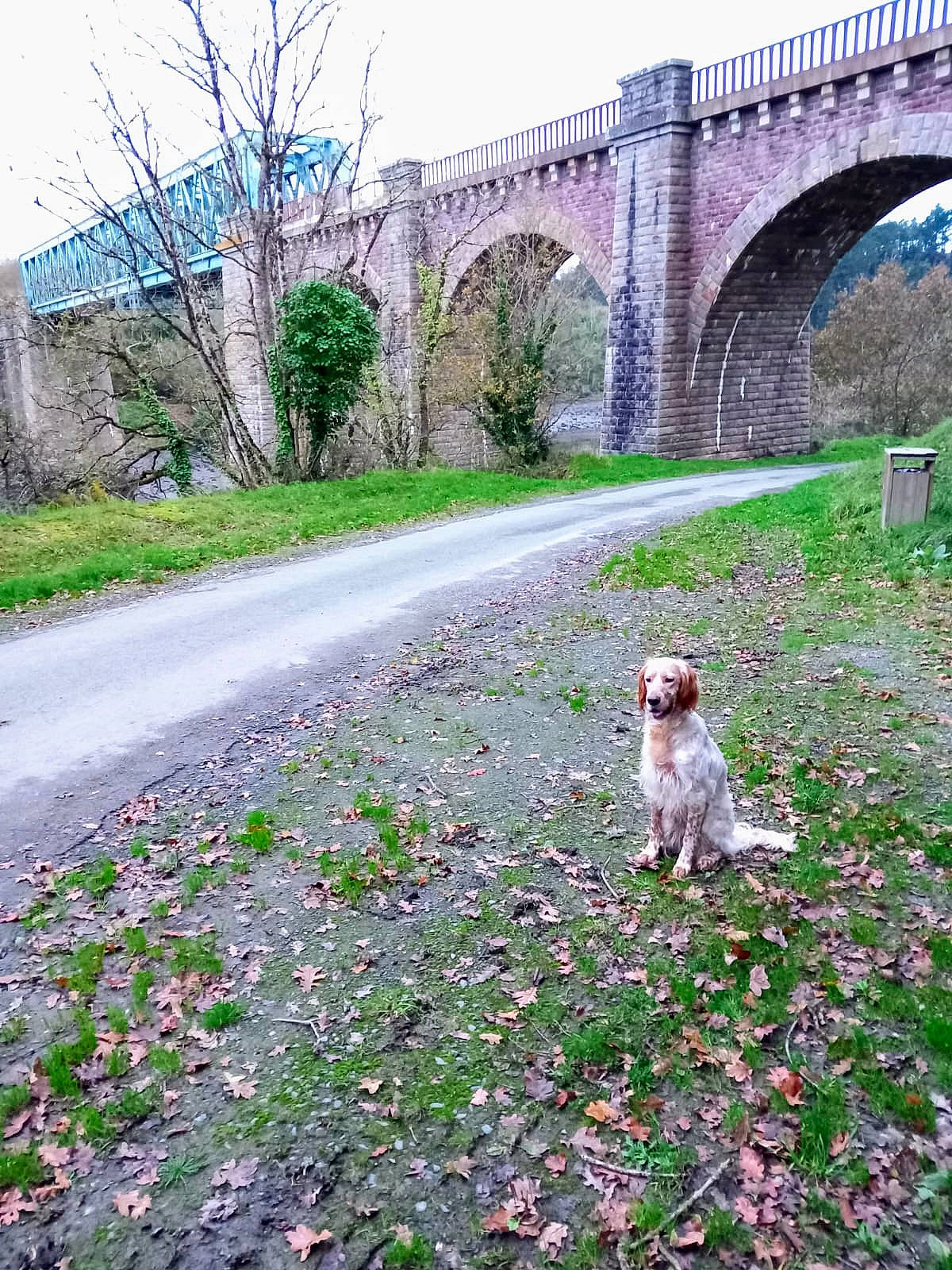 Ozzie participe au concours pour gagner de l'argent avec cette photo : aqueduct, arch_bridge, art, brick, carnivore, companion_dog, dog, dog_breed, fawn, grass, groundcover, leaf, natural_landscape, plant, road_surface, shrub, sidewalk, sky, sporting_group, tree