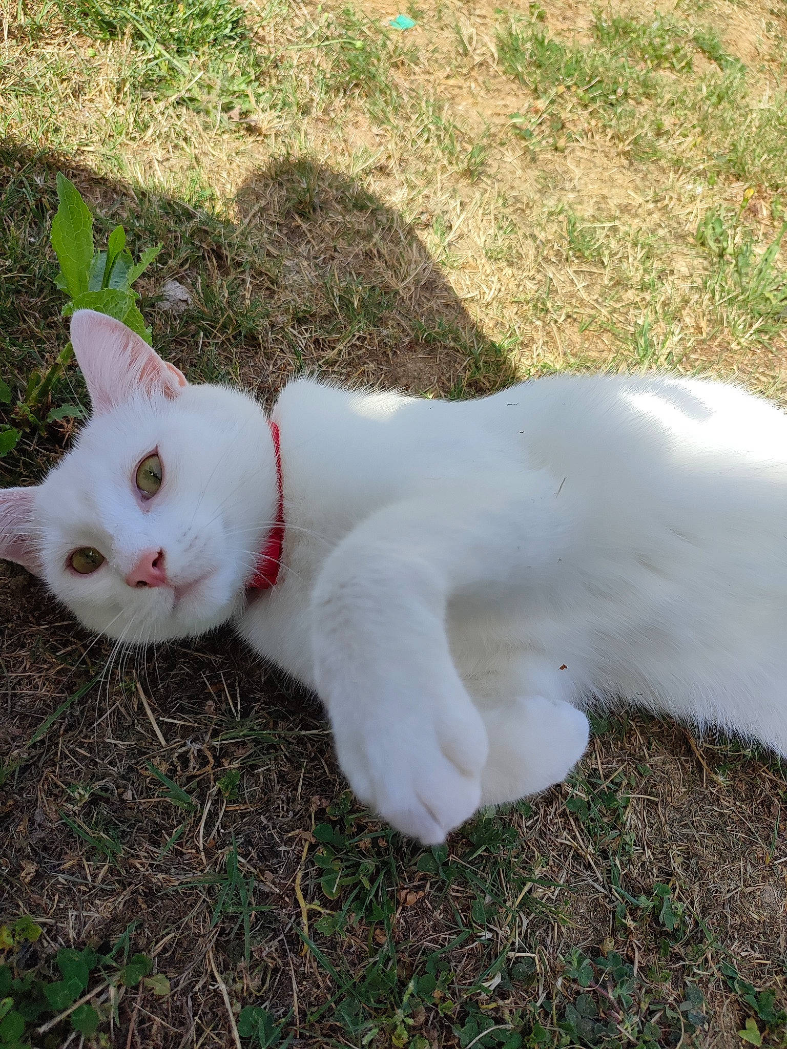 Rasta a rejoint le concours — aidez-le/la à gagner de superbes lots ! carnivore, cat, domestic_short_haired_cat, eye, fawn, felidae, fur, grass, pasture, paw, plant, reef, shrub, small_to_medium_sized_cats, snout, tail, terrestrial_animal, tree, whiskers