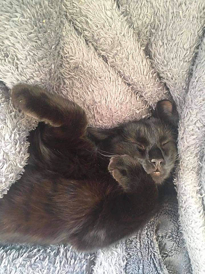 Pupuce participe au concours pour gagner de l'argent avec cette photo : black_cat, carnivore, cat, claw, comfort, domestic_short_haired_cat, fawn, felidae, fur, grey, liver, natural_material, paw, small_to_medium_sized_cats, snout, tail, terrestrial_animal, whiskers, wildlife, wood