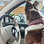 Hattie joined the competition — help win amazing prizes! dog, car_interior, steering_wheel, fiat, harness, window, suburban, seat, pet, animal, vehicle, side_view, leash, fur, brown, white, dashboard, reflection, residential, daytime