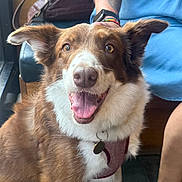 Hattie is registered to the contest to win money with this photo: dog, brown_and_white, happy, smiling, tongue_out, harness, indoor, person, tattoo, leather_bag, floor, casual, seated, close_up, pet, mammal, friendly, companion, looking_at_camera, animal