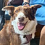 dog, brown_and_white, happy, smiling, tongue_out, harness, indoor, person, tattoo, leather_bag, floor, casual, seated, close_up, pet, mammal, friendly, companion, looking_at_camera, animal
