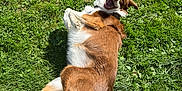 Hattie is registered to the contest to win money with this photo: dog, grass, outdoor, happy, playful, pet, canine, sunlight, nature, animal, brown, white, fur, smiling, rolling, joy, summer, daytime, lawn, relaxed