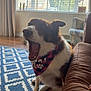 Hattie joined the competition — help win amazing prizes! dog, bandana, yawning, indoor, living_room, rug, couch, wooden_floor, window_blinds, sunlight, pet, brown_and_white, furniture, home, cozy, relaxed, domestic_animal, animal, flooring, curtains