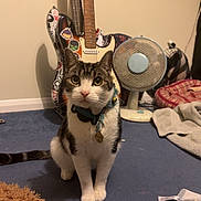 Tommy is registered to the contest to win money with this photo: cat, tabby, white, carpet, stuffed_bear, fan, electric_guitar, bass_guitar, stickers, pet_bed, collar, indoor, room, floor, furniture, plush, animal, pet, curious, sitting