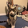 cat, tabby, white, carpet, stuffed_bear, fan, electric_guitar, bass_guitar, stickers, pet_bed, collar, indoor, room, floor, furniture, plush, animal, pet, curious, sitting