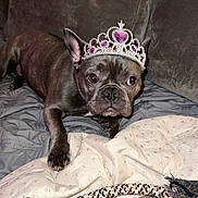 Willow is registered to the contest to win money with this photo: animal, blanket, brown_dog, comfort, couch, cute, dog, ears, face, french_bulldog, fur, indoor, jewelry, laying, paw, pet, resting, rope_toy, tiara, toy