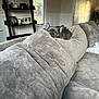Willow joined the competition — help win amazing prizes! couch, cozy, daylight, decorations, dog, french_bulldog, furniture, gray, home, indoor, living_room, peaceful, pet, photo_frames, pillows, relaxing, shelf, sleeping, soft, window