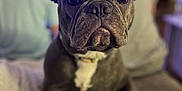 Willow is registered to the contest to win money with this photo: animal, blurred_background, canine, close_up, collar, couch, dog, domestic_animal, ears, eyes, french_bulldog, fur, furniture, indoor, living_room, pet, portrait, seated, snout, whiskers