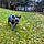 Willow