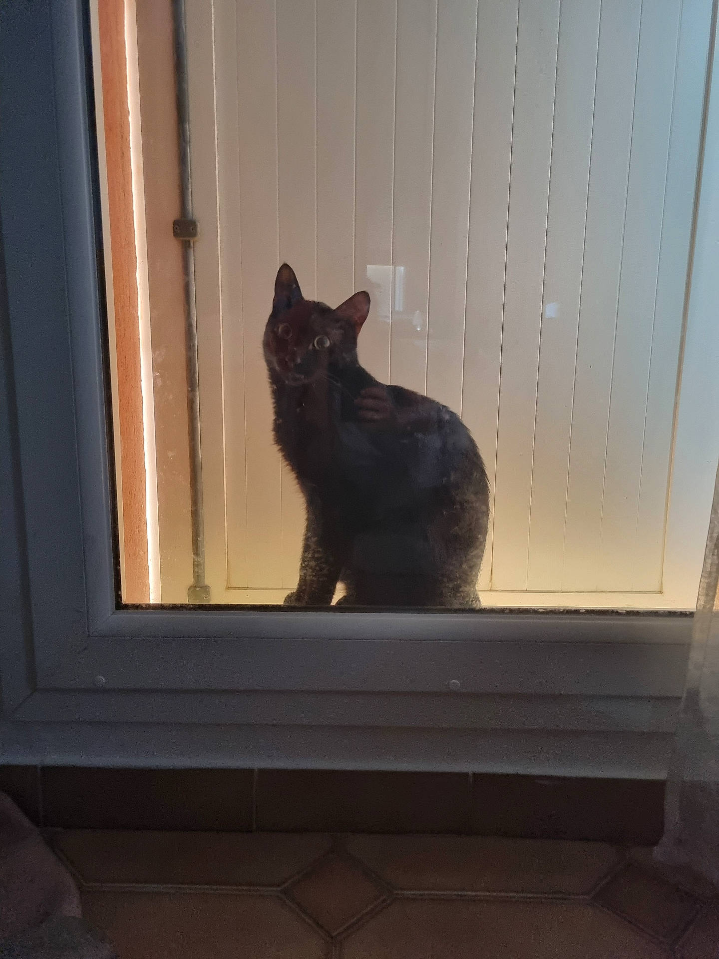 Blacky a rejoint le concours — aidez-le/la à gagner de superbes lots ! abyssinian, animal, blackcat, cat, curtain, egyptiancat, hardwood, homedecor, kitten, manx, pet, silhouette, window, windowshade, windowsill, wood