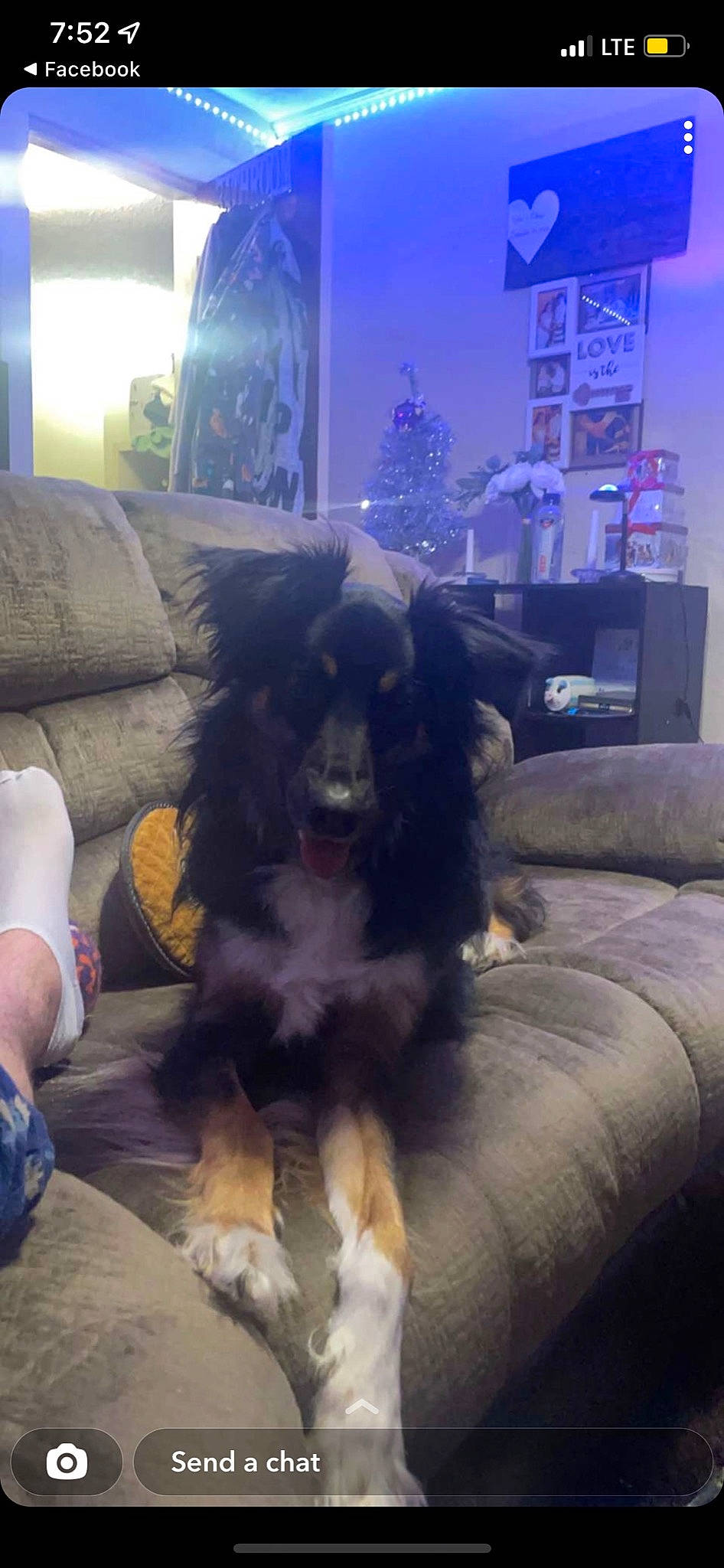 Puddin joined the competition — help win amazing prizes! carnivore, christmas_tree, cloud, comfort, companion_dog, couch, dog, dog_breed, event, flooring, fur, home, light, lighting, living_room, plant, room, sporting_group, tail, tree