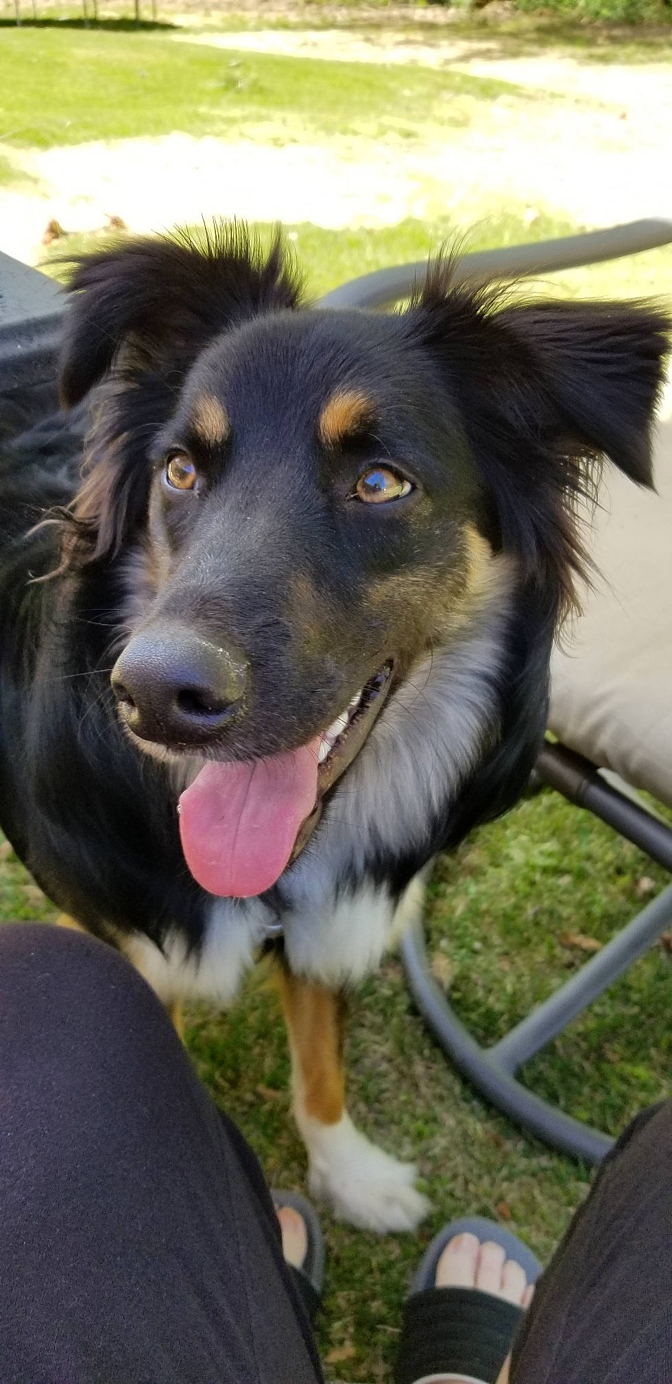 Puddin is registered to the contest to win money with this photo: australian_collie, australian_shepherd, border_collie, canidae, carnivore, collar, companion_dog, dog, dog_breed, dog_collar, fur, grass, guard_dog, herding_dog, snout, sporting_group, whiskers, working_dog