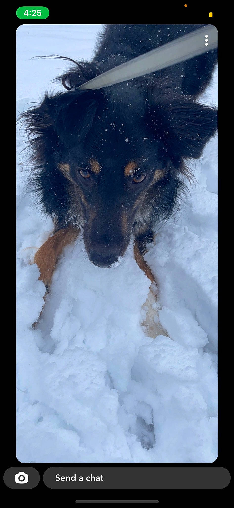 Puddin is registered to the contest to win money with this photo: australian_shepherd, canidae, carnivore, companion_dog, dog, dog_breed, fawn, foot, freezing, fur, guard_dog, paw, snout, snow, sporting_group, toy_dog, whiskers, winter, working_animal, working_dog