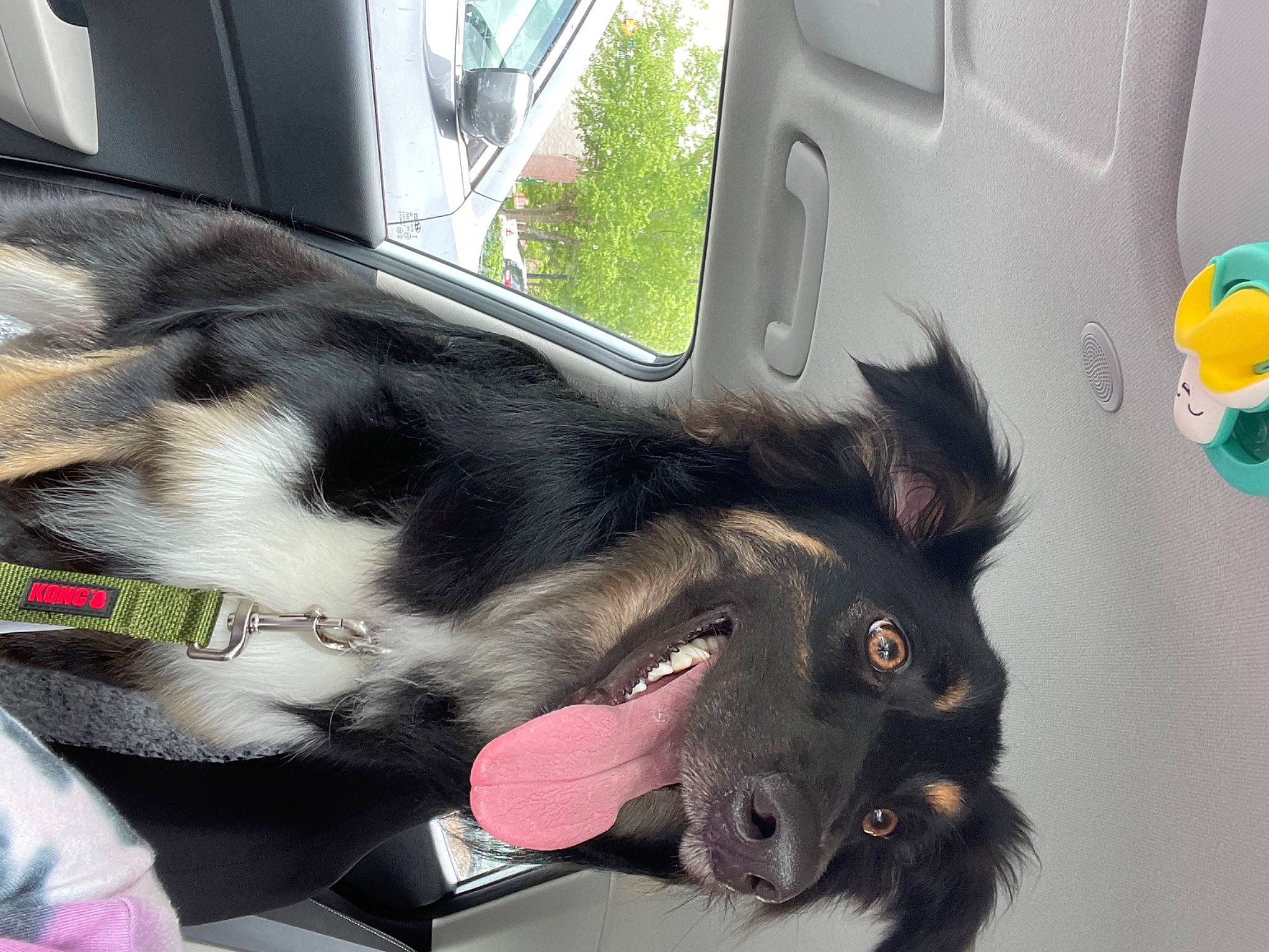 Puddin is registered to the contest to win money with this photo: auto_part, canidae, car, car_seat, carnivore, collar, companion_dog, dog, dog_breed, fur, motor_vehicle, snout, sporting_group, steering_wheel, vehicle, vehicle_door, whiskers, window, windshield, working_animal