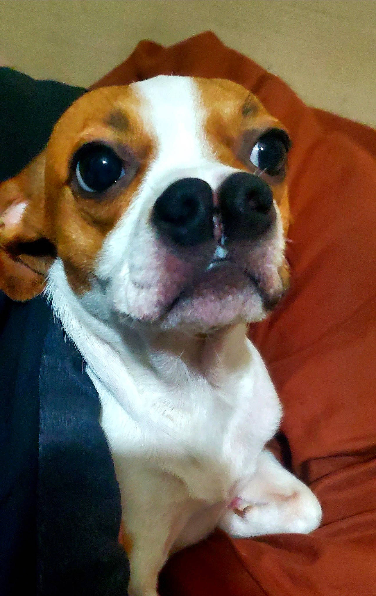 Cleffa is registered to the contest to win money with this photo: ancient_dog_breeds, canidae, carnivore, collar, companion_dog, dog, dog_breed, dog_collar, ear, fawn, fur, non_sporting_group, puppy_love, snout, sporting_group, toy_dog, whiskers, working_animal, working_dog