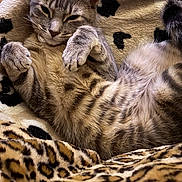 Luna is registered to the contest to win money with this photo: cat, tabby, feline, pet, animal, close_up, portrait, lying_down, belly_up, relaxed, sleepy, paws, whiskers, ears, striped_fur, fur, leopard_print, blanket, indoor, cozy