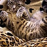 cat, tabby, feline, pet, animal, close_up, portrait, lying_down, belly_up, relaxed, sleepy, paws, whiskers, ears, striped_fur, fur, leopard_print, blanket, indoor, cozy