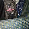 dog, french_bulldog, smiling, pet, indoor, couch, fabric, blanket, black, ears, face, happy, tongue, teeth, nose, fur, eyes, closeup, animal, domestic_animal