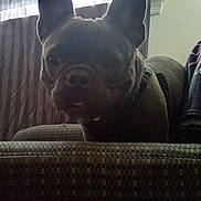 Dutch joined the competition — help win amazing prizes! animal, backlit, canine, companion, couch, curtains, dark, dog, domestic_animal, ears, face, french_bulldog, furniture, home, indoor, nose, pet, shadow, tongue, window