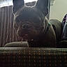 animal, backlit, canine, companion, couch, curtains, dark, dog, domestic_animal, ears, face, french_bulldog, furniture, home, indoor, nose, pet, shadow, tongue, window
