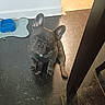 dog, french_bulldog, puppy, floor, black_tile, blue_water_bowl, mat, indoor, pet, animal, looking_up, curious, sitting, table_leg, tile_floor, small_dog, domestic_animal, companion, cute, young_dog