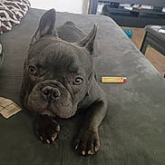 Dutch joined the competition — help win amazing prizes! dog, french_bulldog, pet, indoor, couch, black_dog, animal, laying, closeup, ears, face, nose, paw, eyes, furniture, television, living_room, curious, canine, home