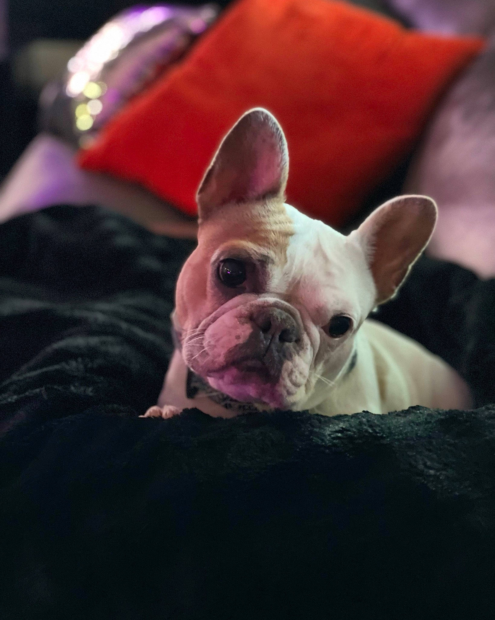 Stella joined the competition — help win amazing prizes! bulldog, carnivore, close_up, comfort, companion_dog, dessert, dog, dog_breed, ear, eye, fawn, french_bulldog, pink, snout, sporting_group, terrestrial_animal, toy_dog, whiskers, working_animal, wrinkle