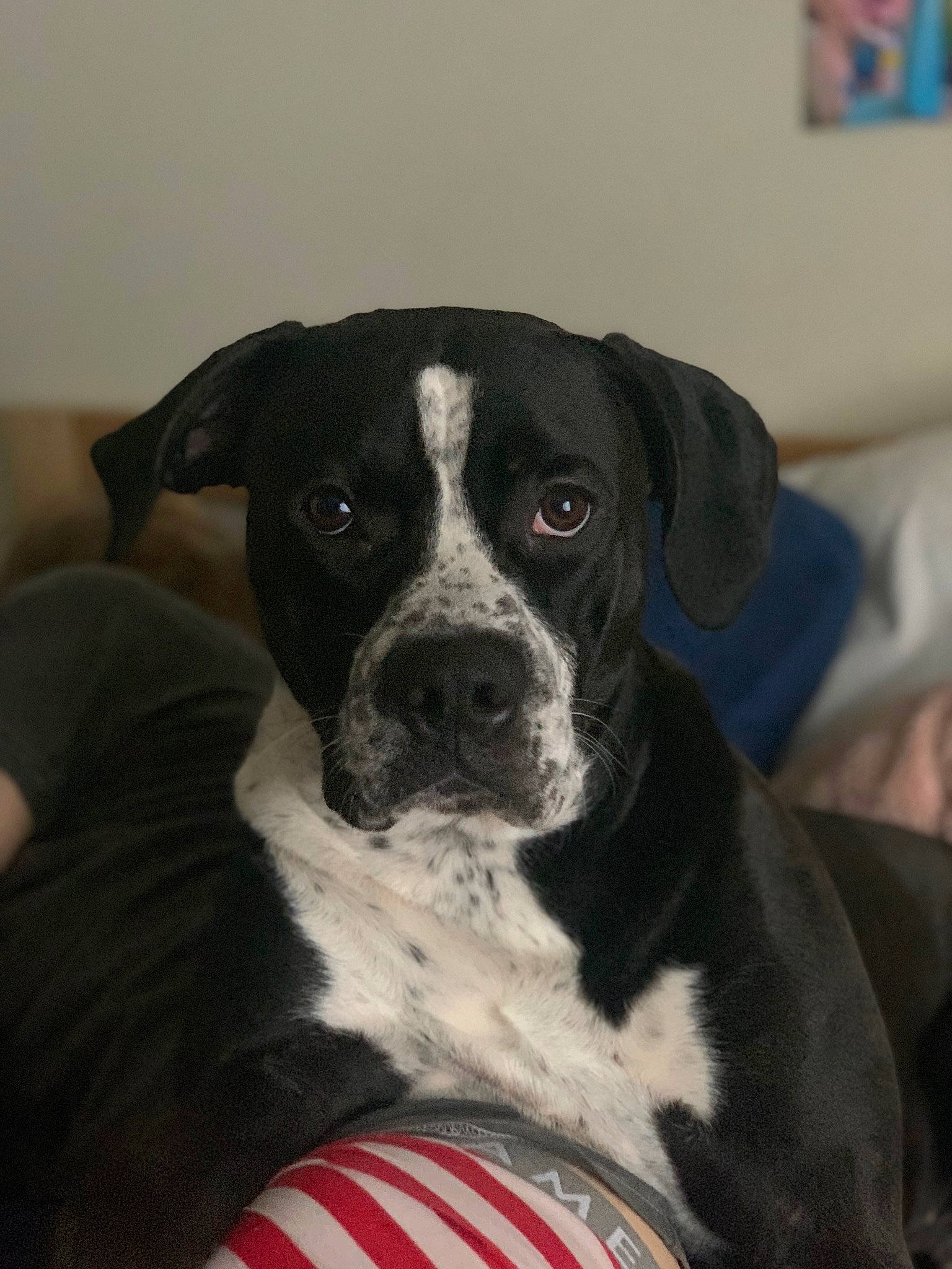 Whiskey joined the competition — help win amazing prizes! borador, bored, boston_terrier, canidae, carnivore, companion_dog, couch, dog, dog_breed, fawn, fur, non_sporting_group, puppy, snout, sporting_group, terrestrial_animal, whiskers, working_animal
