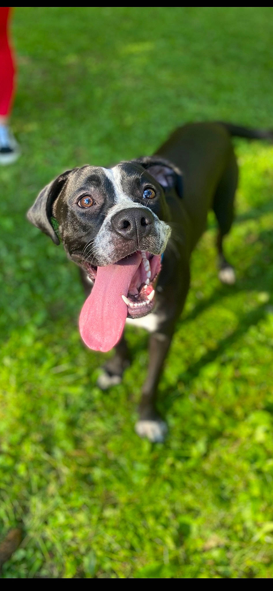 Whiskey joined the competition — help win amazing prizes! canidae, carnivore, collar, companion_dog, dog, dog_breed, dog_collar, dog_supply, fawn, grass, guard_dog, lawn, non_sporting_group, plant, snout, sporting_group, tail, terrestrial_animal, working_animal, working_dog