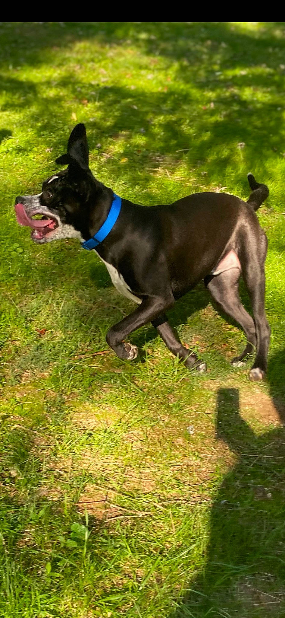 Whiskey joined the competition — help win amazing prizes! art, canidae, carnivore, collar, companion_dog, dog, dog_breed, dog_collar, dog_supply, electric_blue, fawn, grass, plant, sculpture, snout, sporting_group, tail, terrestrial_animal, working_animal, working_dog