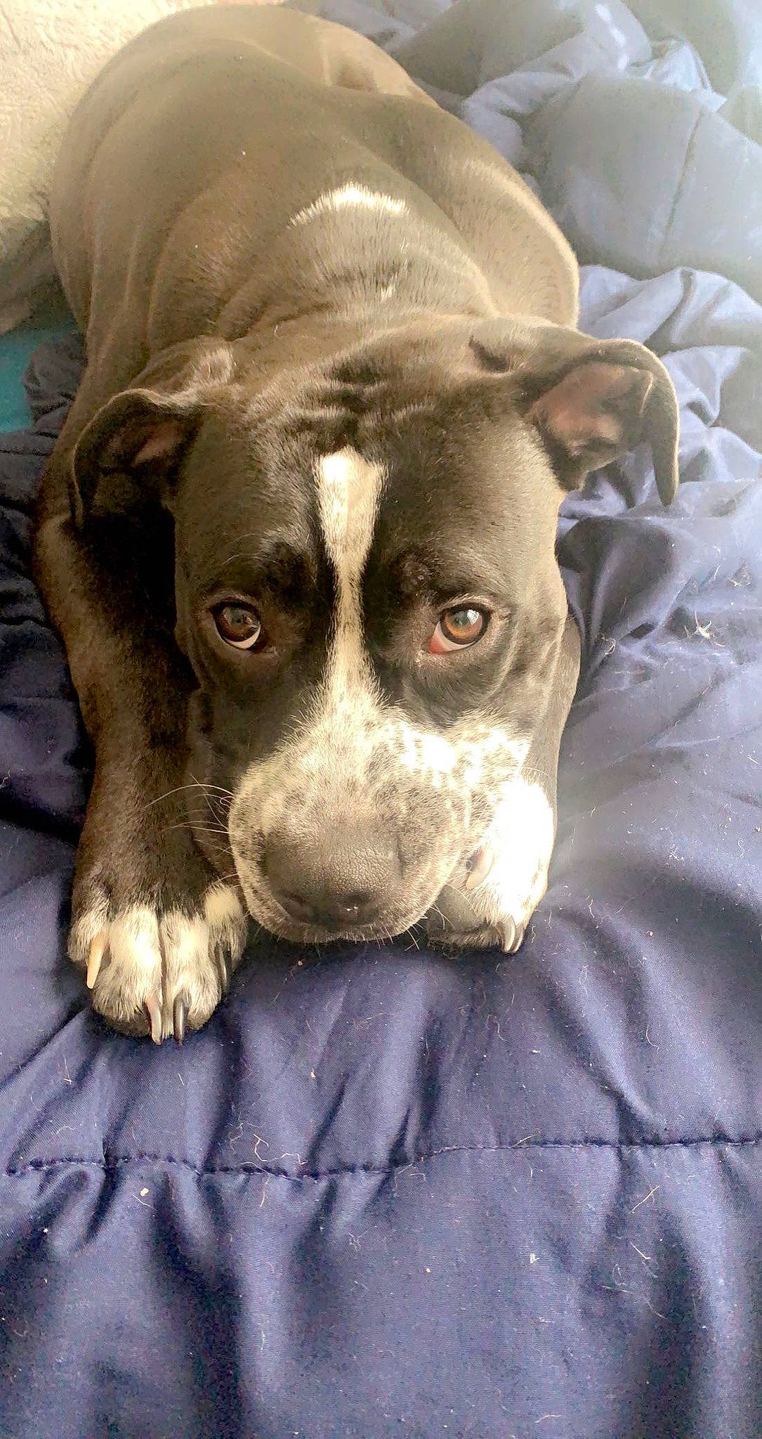 Whiskey is registered to the contest to win money with this photo: canidae, carnivore, comfort, companion_dog, dog, dog_breed, ear, eye, fawn, fur, grey, guard_dog, liver, non_sporting_group, puppy, snout, sporting_group, terrestrial_animal, whiskers, working_animal