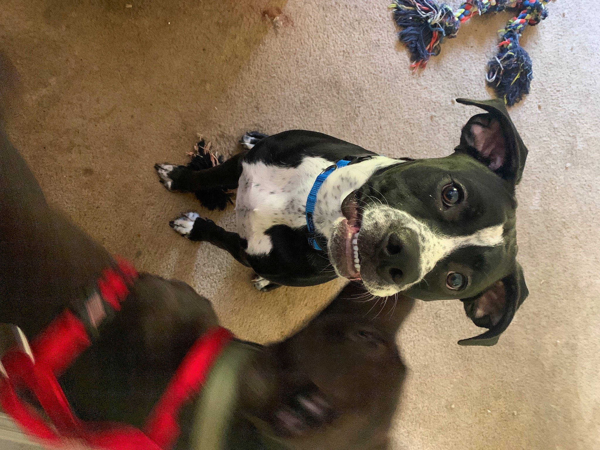 Whiskey is registered to the contest to win money with this photo: boston_terrier, canidae, carnivore, collar, companion_dog, dog, dog_breed, dog_collar, dog_supply, electric_blue, fashion_accessory, fawn, jewellery, leash, pet_supply, snout, sporting_group, tail, whiskers, working_animal