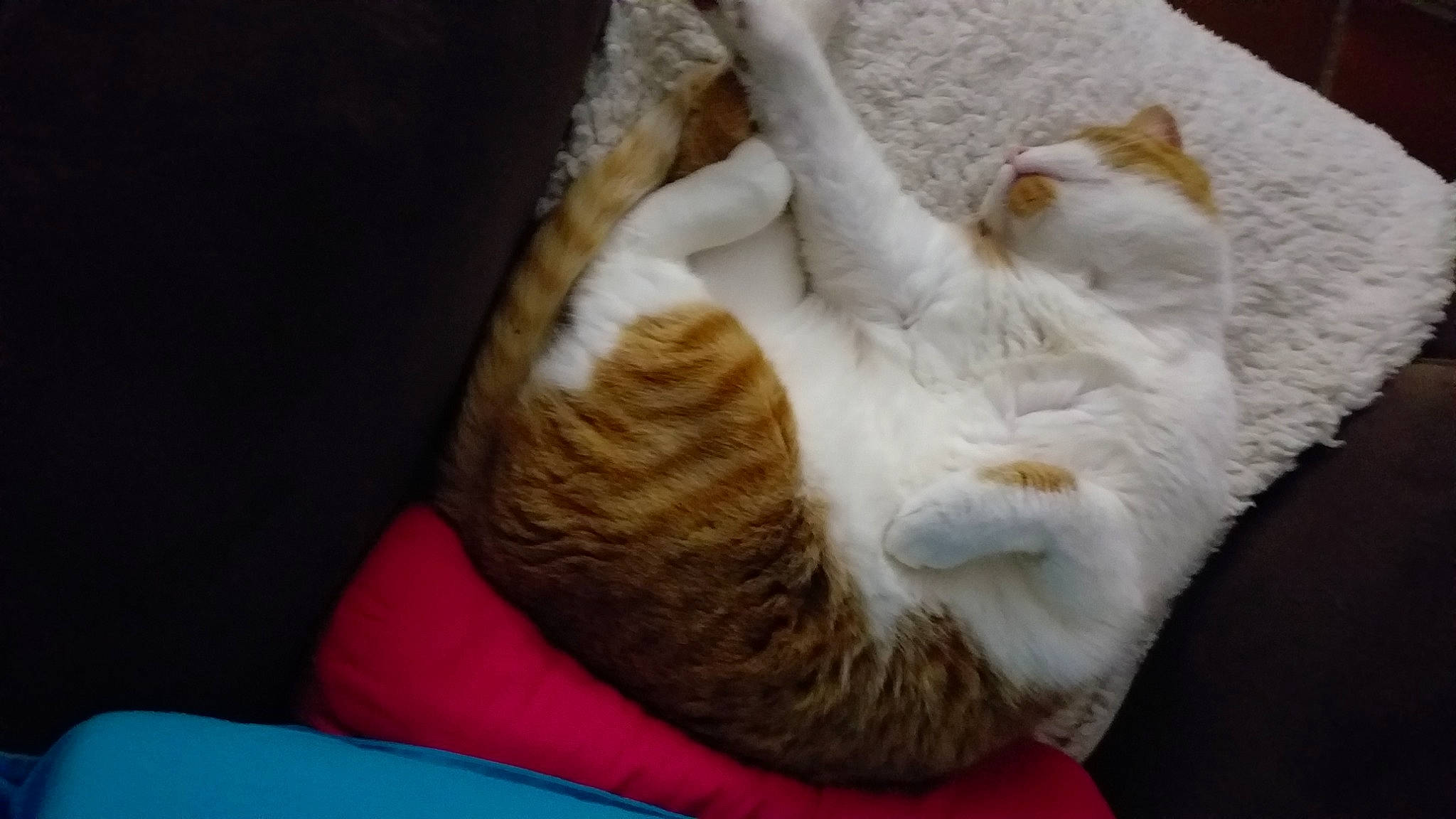 Globule a rejoint le concours — aidez-le/la à gagner de superbes lots ! carnivore, cat, cat_bed, claw, comfort, domestic_short_haired_cat, fawn, felidae, foot, fur, knitting, linens, nap, paw, small_to_medium_sized_cats, snout, tail, thread, whiskers, wool