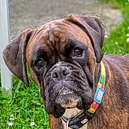 You To participe au concours pour gagner de l'argent avec cette photo : animal, black, boxer, brown, canine, close_up, collar, curious, dog, domestic_animal, ears, face, grass, greenery, leash, mammal, nature, outdoor, pet, portrait