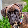 animal, black, boxer, brown, canine, close_up, collar, curious, dog, domestic_animal, ears, face, grass, greenery, leash, mammal, nature, outdoor, pet, portrait