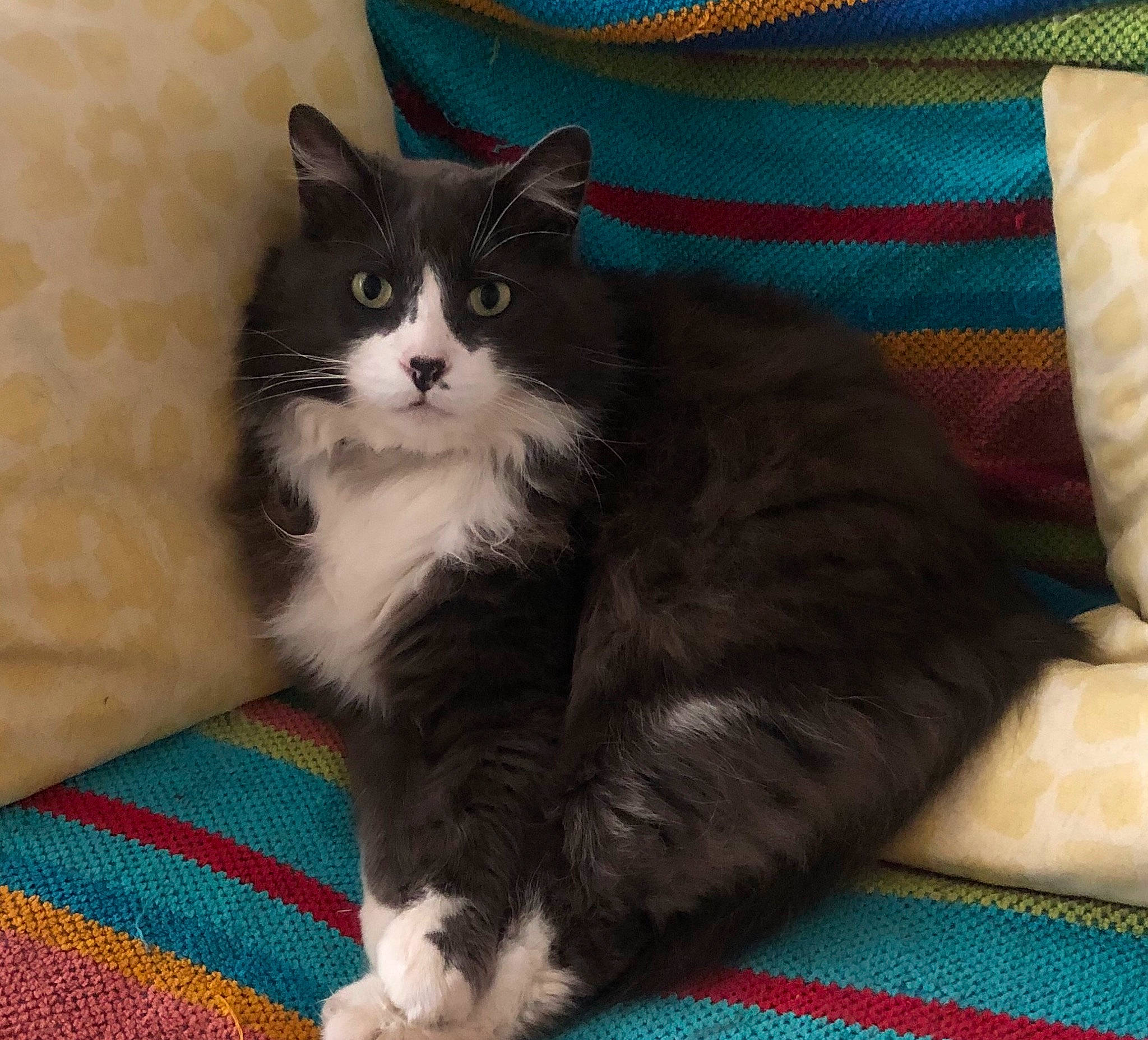 Elliott joined the competition — help win amazing prizes! british_semi_longhair, carnivore, cat, cymric, domestic_long_haired_cat, domestic_short_haired_cat, felidae, kitten, maine_coon, mammal, norwegian_forest_cat, ragamuffin, small_to_medium_sized_cats, vertebrate, whiskers