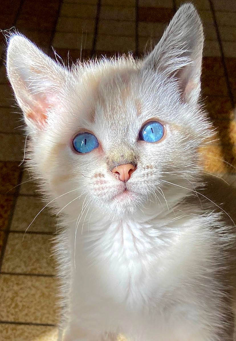 Chihiro a rejoint le concours — aidez-le/la à gagner de superbes lots ! carnivore, cat, cat_supply, domestic_short_haired_cat, ear, fawn, felidae, fur, iris, paw, pet_supply, small_to_medium_sized_cats, snout, tail, whiskers