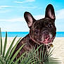 french_bulldog, dog, beach, sand, ocean, sky, clouds, plants, greenery, tropical, pet, animal, outdoor, summer, nature, tongue_out, ears_up, close_up, playful, sunny