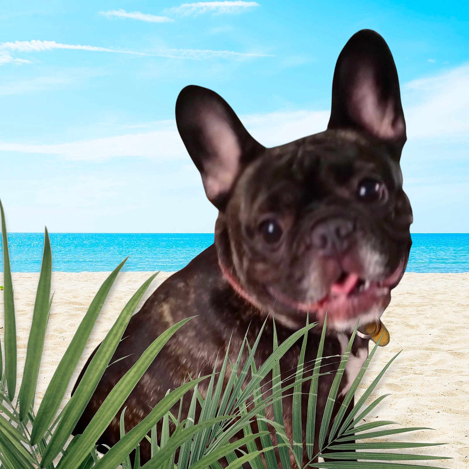 Tina participe au concours pour gagner de l'argent avec cette photo : animal, beach, close_up, clouds, dog, ears_up, french_bulldog, greenery, nature, ocean, outdoor, pet, plants, playful, sand, sky, summer, sunny, tongue_out, tropical