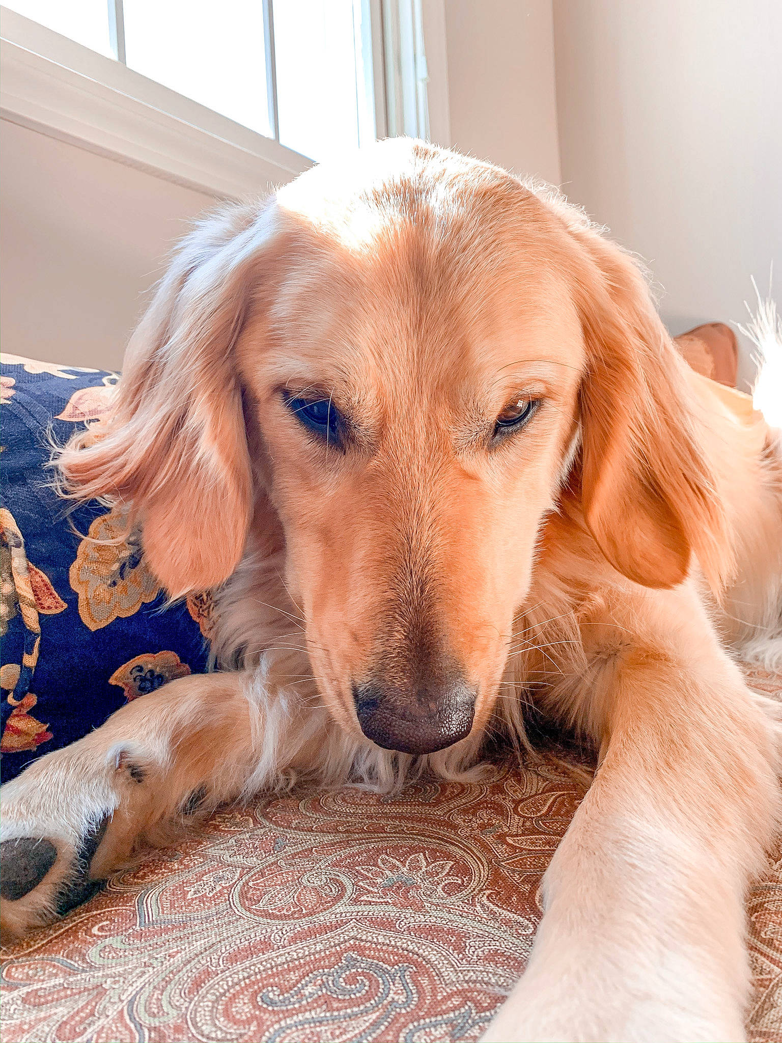 Milo joined the competition — help win amazing prizes! afghan_hound, canidae, carnivore, companion_dog, dog, dog_breed, fawn, fur, golden_retriever, hovawart, mammal, puppy, rare_breed_dog, retriever, saluki, silken_windhound, snout, sporting_group, vertebrate, whiskers