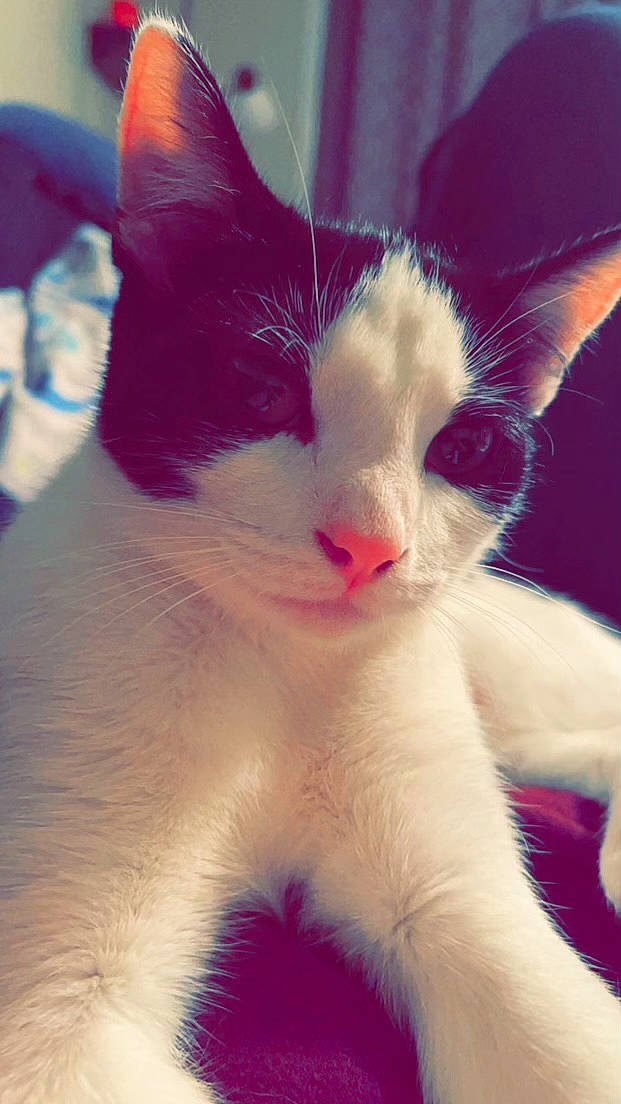 Cruella is registered to the contest to win money with this photo: carnivore, cat, claw, close_up, cloud, domestic_short_haired_cat, electric_blue, eyelash, felidae, fur, gesture, happy, jaw, meteorological_phenomenon, paw, sky, small_to_medium_sized_cats, snout, tail, whiskers