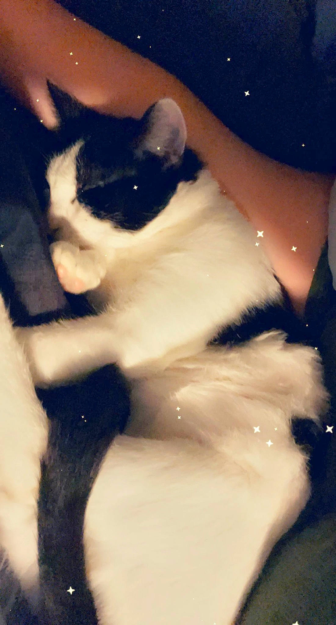 Cruella joined the competition — help win amazing prizes! carnivore, cat, claw, darkness, domestic_short_haired_cat, felidae, formal_wear, fur, human_leg, monochrome_photography, paw, shadow, small_to_medium_sized_cats, snout, tail, tints_and_shades, tree, whiskers, window