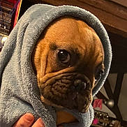Vanille participe au concours pour gagner de l'argent avec cette photo : dog, puppy, towel, wrinkles, brown_fur, indoor, hands, closeup, cute, pet, animal, soft_texture, face, expression, cozy, portrait, domestic, canine, blanket, comfort