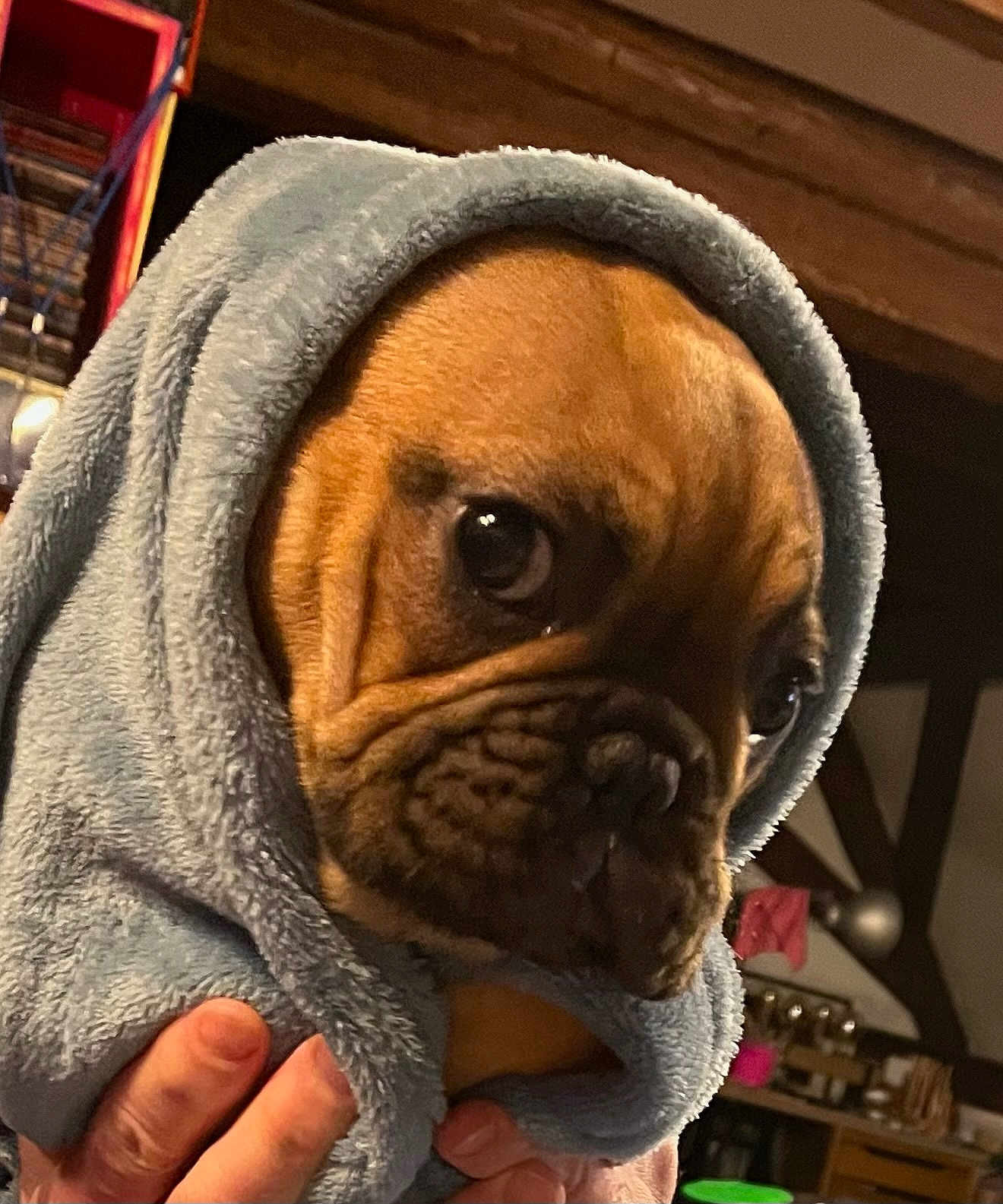 Vanille participe au concours pour gagner de l'argent avec cette photo : dog, puppy, towel, wrinkles, brown_fur, indoor, hands, closeup, cute, pet, animal, soft_texture, face, expression, cozy, portrait, domestic, canine, blanket, comfort