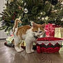 basket, cat, christmas_tree, collar, curious, decorations, festive, floor, fur, greenery, holiday, indoor, kitten, lights, ornaments, pet, presents, red, white, wooden_floor