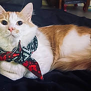 Freddie joined the competition — help win amazing prizes! cat, orange_and_white, bow, pet, feline, animal, cute, indoor, resting, fur, whiskers, ears, eyes, collar, domestic, mammal, lying_down, blanket, cozy, curious