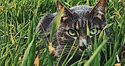 Winter a rejoint le concours — aidez-le/la à gagner de superbes lots ! animal, camouflage, cat, closeup, ears, eyes, face, feline, focus, garden, grass, greenery, mammal, nature, outdoor, pet, stealth, tabby_cat, whiskers, wildlife
